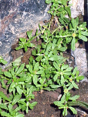 Ở Việt Nam, cây cóc mẳn phân bố chủ yếu ở các tỉnh vùng đồng bằng, trung du và núi thấp, thường mọc nhiều ở những nơi ẩm thấp, ruộng bỏ hoang