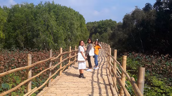  “Cầu tre vạn bước” xuyên rừng tràm Trà Sư - Ảnh: B.Đ.