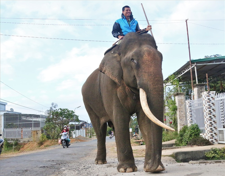 Anh Y winh Êung dẫn chú voi Khăm Sen đi dạo. Ảnh: B.T