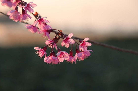 Hoa mai anh đào phơi trước nắng chiều. Ảnh: ĐOÀN KIÊN