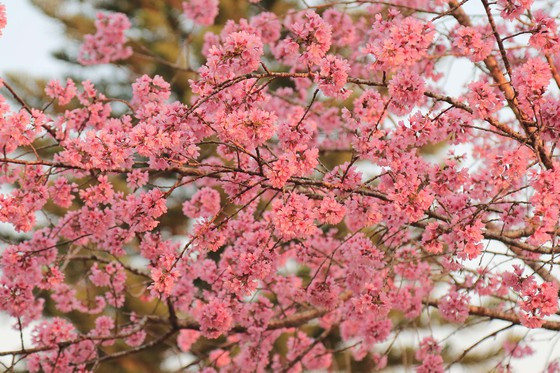 Năm nay hoa mai anh đào đồng loạt nở rộ càng làm tăng sức hấp dẫn với người dân và du khách. Ảnh: ĐOÀN KIÊN