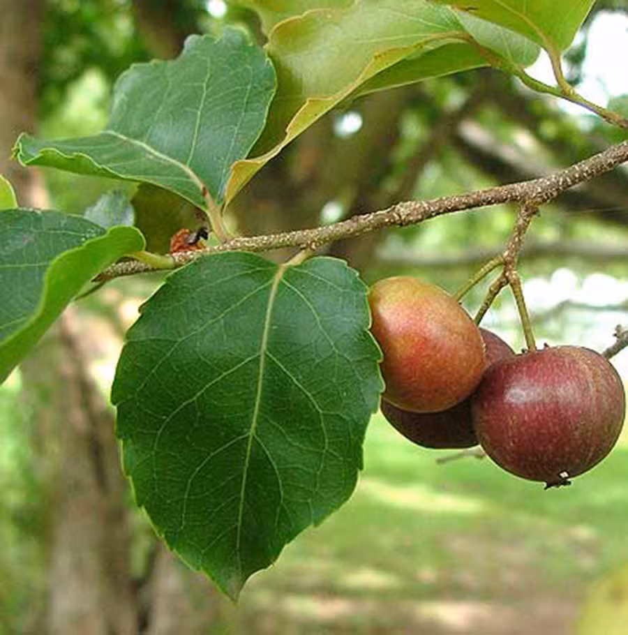  Quả hồng quân. Ảnh: internet