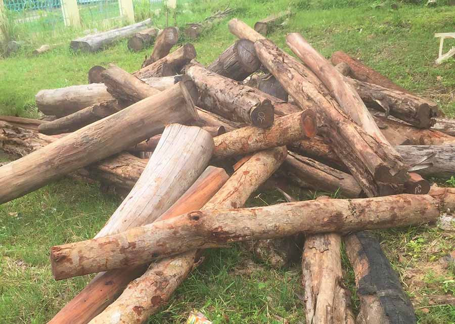 Số gỗ vắng chủ thu giữ. Ảnh: An Nhân