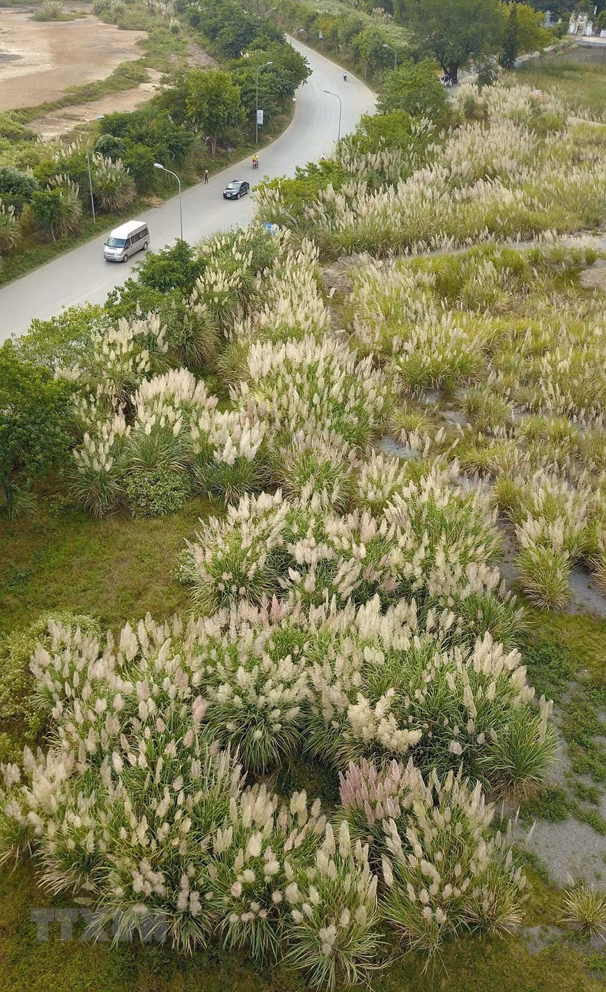 Hoa lau nở trắng dọc hai bên đường dẫn vào khu du lịch sinh thái Tràng An. (Ảnh: Minh Đức/TTXVN)