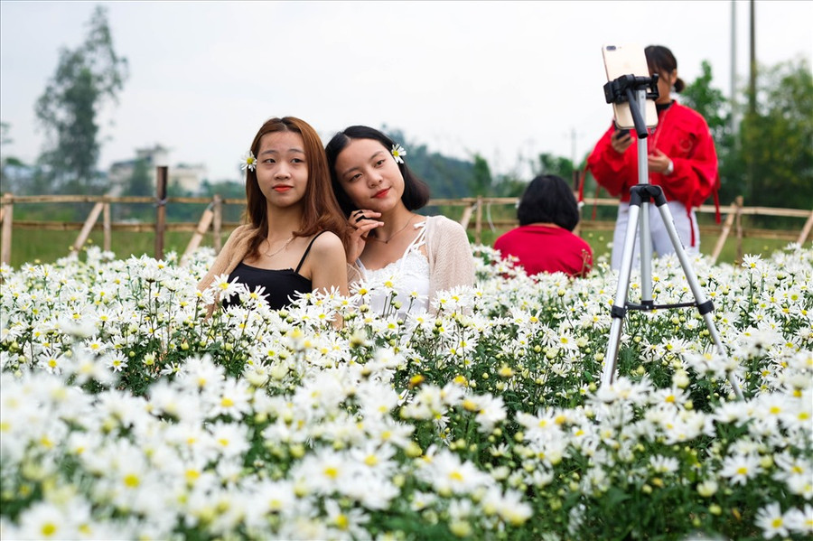 Cúc họa mi chóng nở nhưng cũng chóng tàn nên ngay từ đầu mùa, giới trẻ đã tranh thủ check in với loài hoa này. Cúc họa mi chóng nở nhưng cũng chóng tàn nên ngay từ đầu mùa, giới trẻ đã tranh thủ check in với loài hoa này.