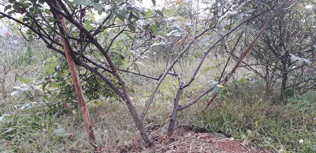 Những gốc hồng cổ được anh Hoàn mua từ Sapa về trồng tại vườn đồi nhà mình