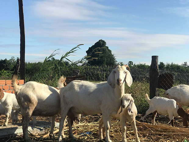 Những con dê bách thảo nhỏ mới sinh được hơn 1 tháng đã lớn nhanh và phát triển tốt nhờ chăm sóc đúng cách, hiệu quả.