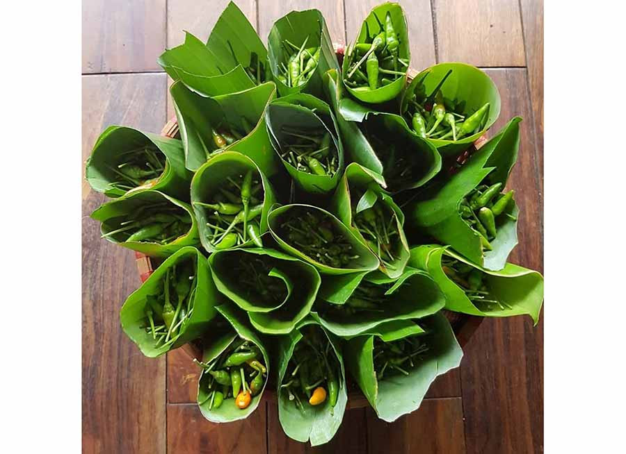 Ớt xiêm dùng làm nguyên liệu chế biến muối. Ảnh: T.B