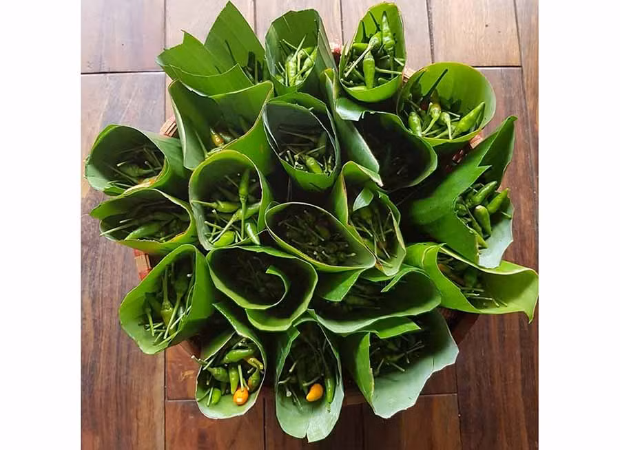 Ớt xiêm dùng làm nguyên liệu chế biến muối. Ảnh: T.B Ớt xiêm dùng làm nguyên liệu chế biến muối. Ảnh: T.B