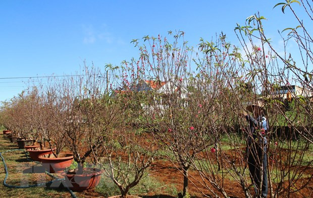 Anh Chu Kim Chúc, tổ 1, phường Thắng Lợi, thành phố Pleiku tỉa bớt những nụ hoa đào nở sớm để dưỡng hoa bung nở đúng dịp Tết. (Ảnh: Hồng Điệp/TTXVN)