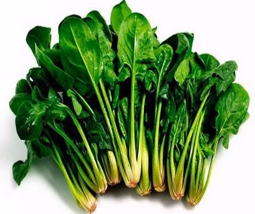 Rau cải bó xôi hay còn gọi là rau chân vịt được gọi là loại rau “siêu thực phẩm“. Ảnh: T. L.