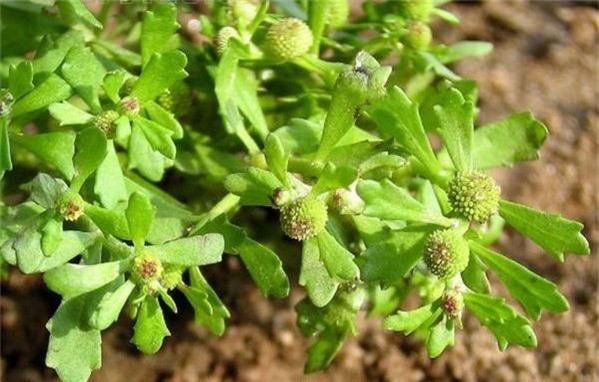 Cây cóc mẳn thường bị nhầm lẫn với nhiều loài cây khác do chúng đều có bề ngoài nhìn rất giống nhau