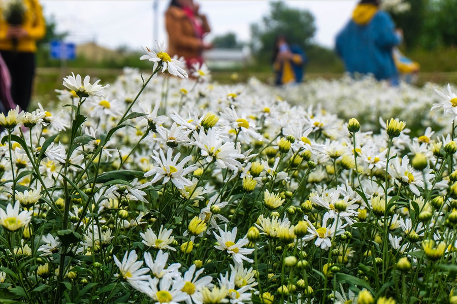 Hạt giống cúc họa mi được nhập từ Tây Tựu, quận Bắc Từ Liêm, TP Hà Nội về để trung tâm tiến hành trồng thử nghiệm. Số cây được trồng thử nghiệm là 10 ngàn cây, sau 3 tháng được chăm sóc kỹ càng đến nay hoa cúc họa mi đã bắt đầu ra hoa. Hạt giống cúc họa mi được nhập từ Tây Tựu, quận Bắc Từ Liêm, TP Hà Nội về để trung tâm tiến hành trồng thử nghiệm. Số cây được trồng thử nghiệm là 10 ngàn cây, sau 3 tháng được chăm sóc kỹ càng đến nay hoa cúc họa mi đã bắt đầu ra hoa.