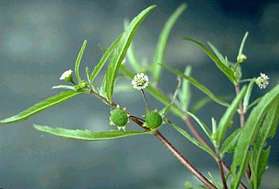 Cây cóc mẳn có lá đơn mọc so le, cụm hoa hình đầu mọc ở nách lá, quả bế 4 cạnh, trên cạnh có lông mịn nhỏ.