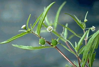 Cây cóc mẳn có lá đơn mọc so le, cụm hoa hình đầu mọc ở nách lá, quả bế 4 cạnh, trên cạnh có lông mịn nhỏ.