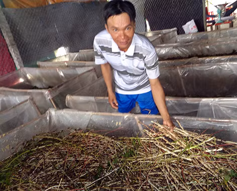 Anh Sử bên đàn dế nuôi của mình.