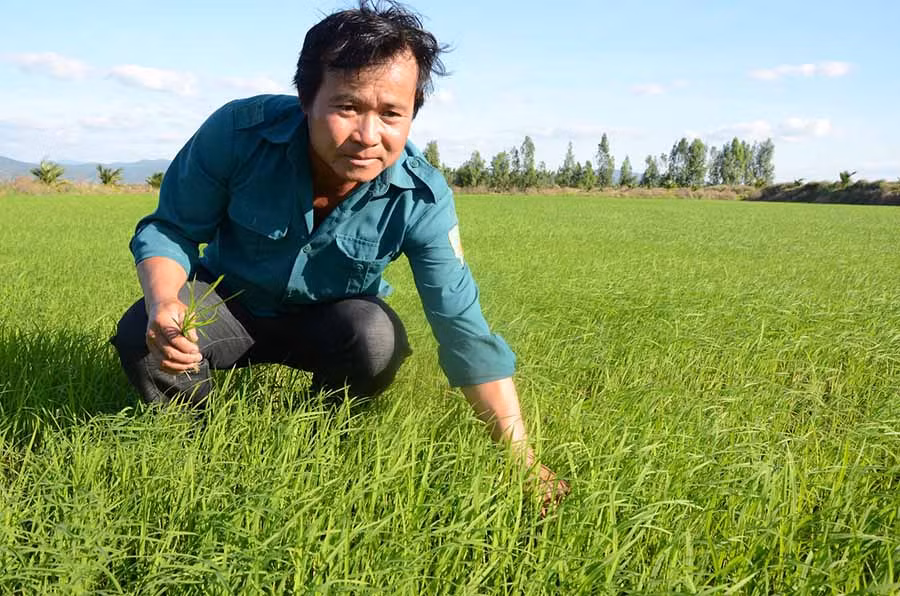 Anh Phùng Anh Dũng chăm sóc ruộng lúa 7 ha của gia đình. Ảnh: Đ.P