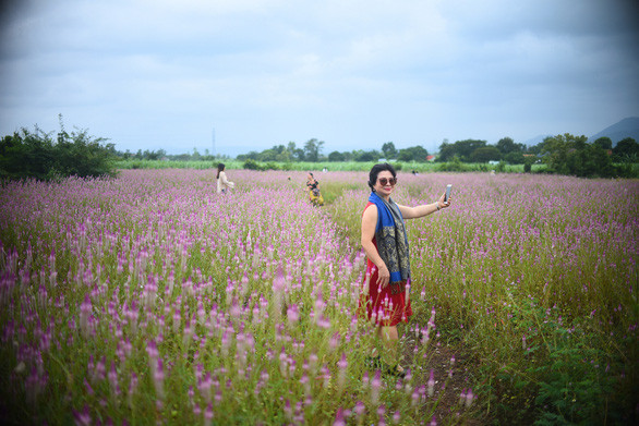 Cánh đồng hoa dền cát thu hút rất nhiều du khách - Ảnh: LÂM THIÊN