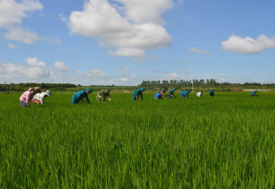 Lực lượng vũ trang huyện Ia Pa giúp dân làm cỏ lúa. Ảnh: A.H