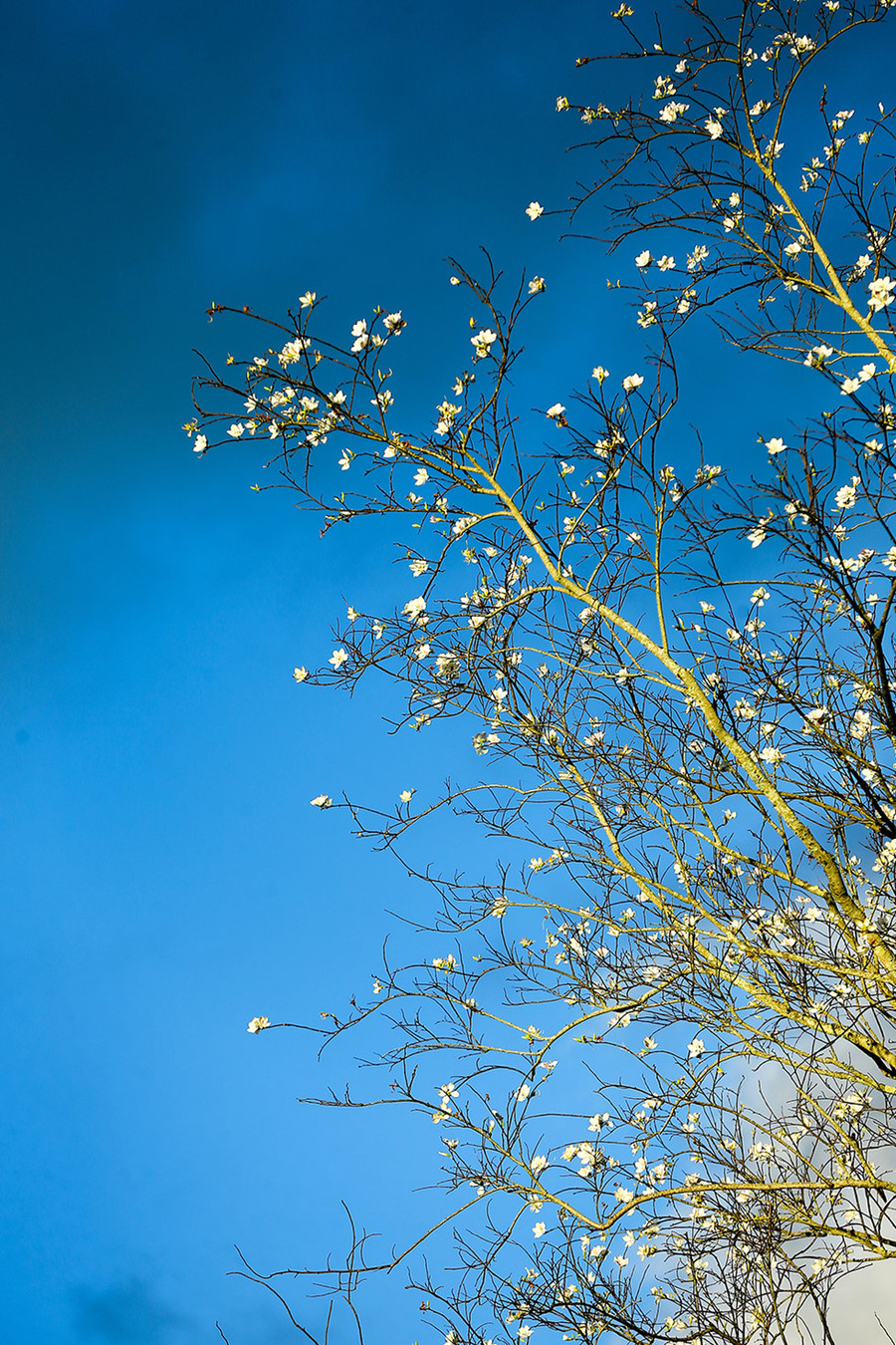 Khi chết chàng hóa thành con chim lẻ loi cô bóng giữa núi rừng. Cứ đến mùa hoa ban nở lại hót lên những tiếng tha thiết tìm người yêu năm ấy