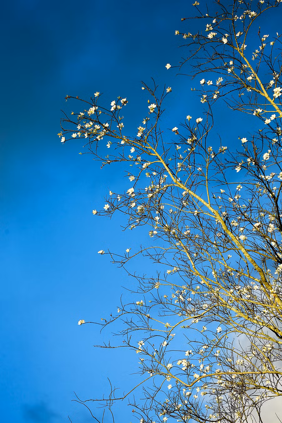 Khi chết chàng hóa thành con chim lẻ loi cô bóng giữa núi rừng. Cứ đến mùa hoa ban nở lại hót lên những tiếng tha thiết tìm người yêu năm ấy