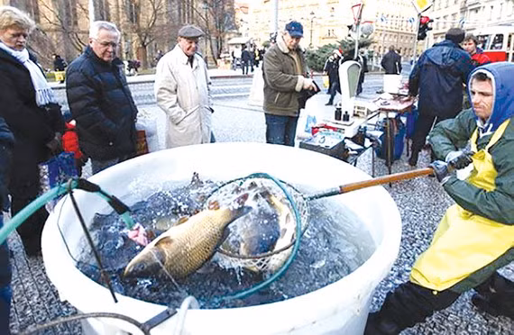  Người Czech chọn mua cá chép trong dịp Giáng sinh