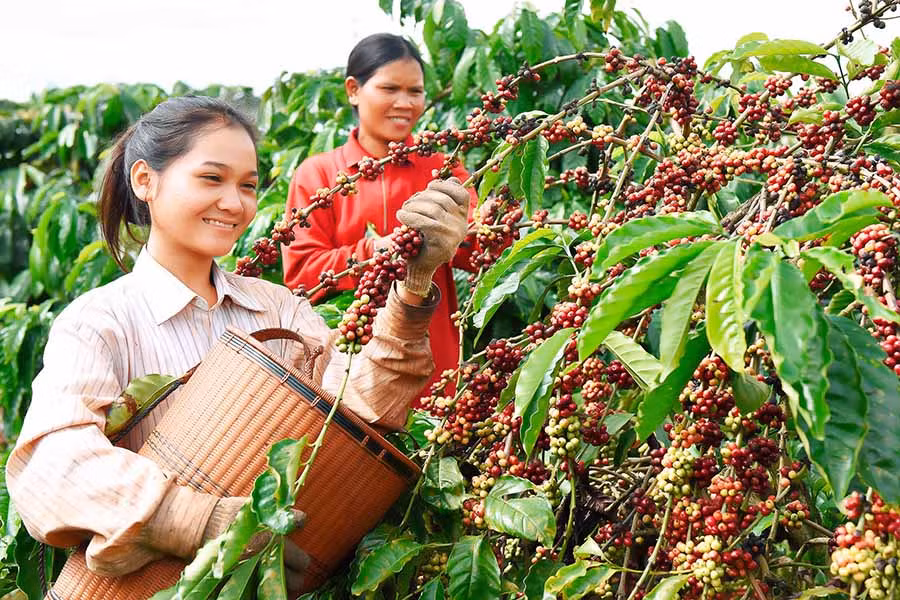 Cà phê là cây trồng chủ lực của tỉnh Gia Lai. Ảnh: ĐỨC THỤY