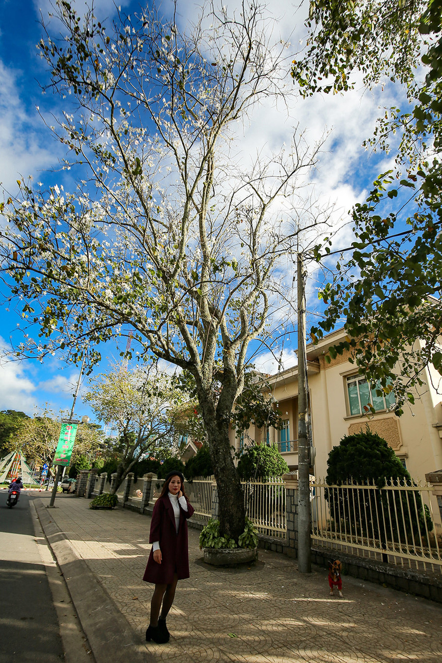 Chẳng biết từ khi nào mà mùa đông của Đà Lạt lại gắn liền với vẻ đẹp của những bông ban trắng. Vẻ đẹp trắng tinh khôi của ban đã tăng thêm phần lãng nạn cho mùa đông Đà Lạt. 