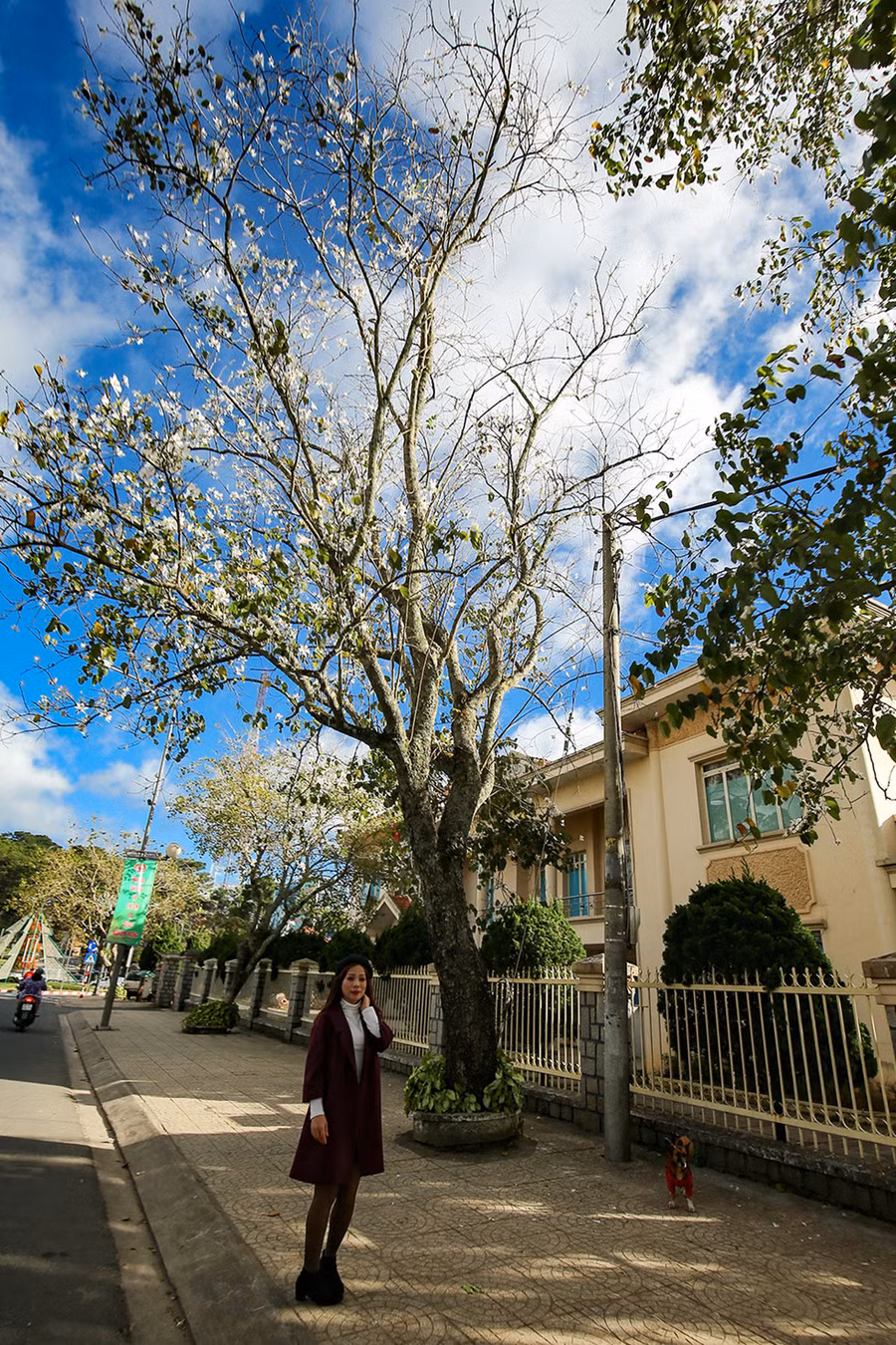 Chẳng biết từ khi nào mà mùa đông của Đà Lạt lại gắn liền với vẻ đẹp của những bông ban trắng. Vẻ đẹp trắng tinh khôi của ban đã tăng thêm phần lãng nạn cho mùa đông Đà Lạt. 
