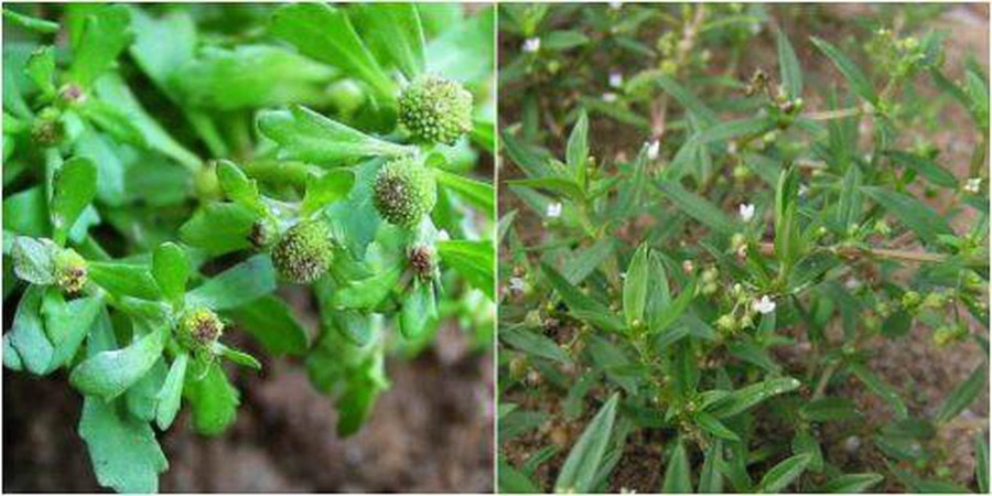  Cây cóc mẳn là một loài thực vật thuộc họ Cúc, mềm, mọc bò lan trên mặt đất ẩm, phân rất nhiều cành, ở ngọn có lông mịn trắng, toàn thân nhẵn bóng.