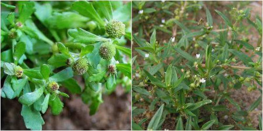  Cây cóc mẳn là một loài thực vật thuộc họ Cúc, mềm, mọc bò lan trên mặt đất ẩm, phân rất nhiều cành, ở ngọn có lông mịn trắng, toàn thân nhẵn bóng.