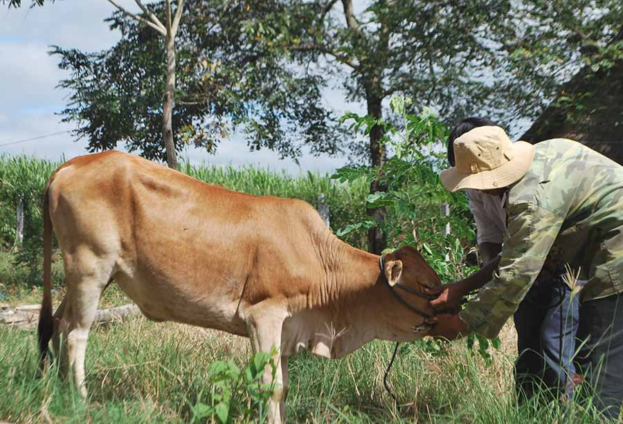  Trao tặng bò cho dân nghèo. Ảnh: N.T