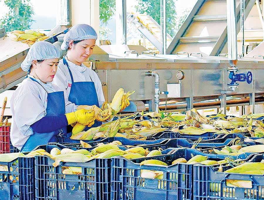 Trung tâm chế biến rau quả DOVECO Gia Lai với dây chuyền thiết bị hiện đại. Ảnh: Đ.T