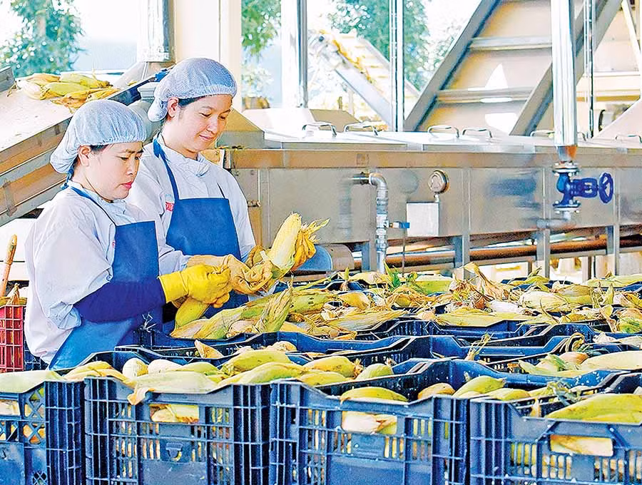 Trung tâm chế biến rau quả DOVECO Gia Lai với dây chuyền thiết bị hiện đại. Ảnh: Đ.T