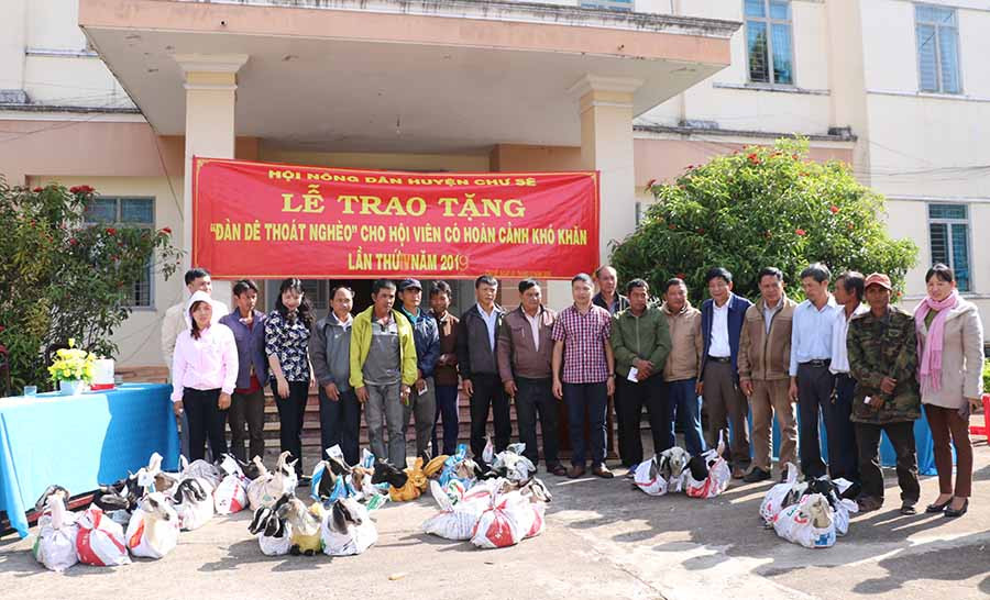 Hội Nông dân huyện Chư Sê tặng dê cho hội viên nghèo. Ảnh: H.T  Hội Nông dân huyện Chư Sê tặng dê cho hội viên nghèo. Ảnh: H.T