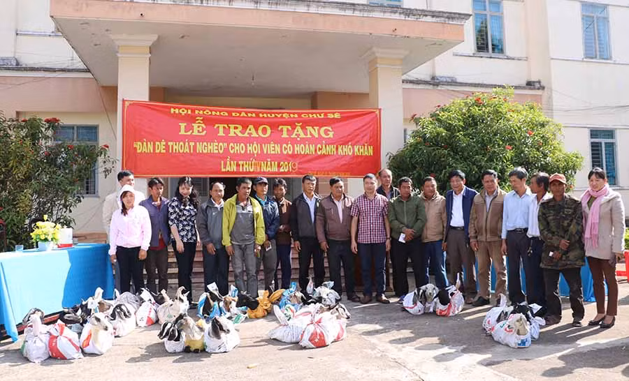  Hội Nông dân huyện Chư Sê tặng dê cho hội viên nghèo. Ảnh: H.T