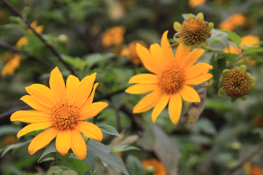 Những bông hoa vàng tô điểm cho con đường thêm thơ mộng.