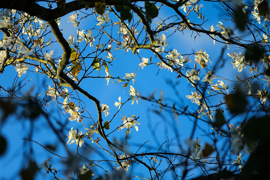  Những bông hoa ban trắng tinh khôi khoe sắc trong cái nắng vàng nhẹ của Đà Lạt