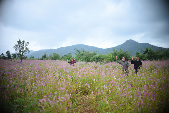 Cánh đồng hoa dền cát trời cho đẹp lạ lùng ở Phú Yên 