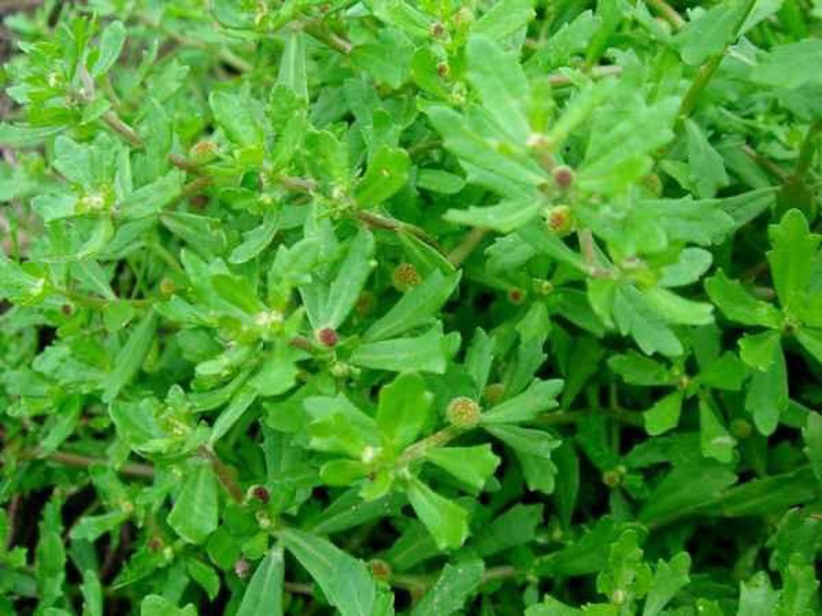 Đây là một loại cỏ mềm, mọc bò lan trên mặt đất, phân rất nhiều cành, ở ngọn có lông mịn trắng, nhưng toàn thân trông nhẵn bóng, lá đơn mọc so le, hình ba cạnh, đầu tù, phía cuống hẹp lại, mép có hai răng cưa, dài 10 – 18mm, rộng 6 – 10mm, gân chính hơi nổi ở dưới mặt lá, gân phụ không rõ, không có cuống.