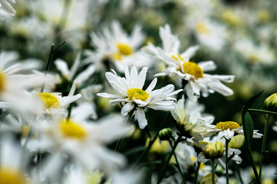 Cúc họa mi mang một vẻ đẹp dịu nhẹ và thuần khiết. Cúc họa mi mang một vẻ đẹp dịu nhẹ và thuần khiết.