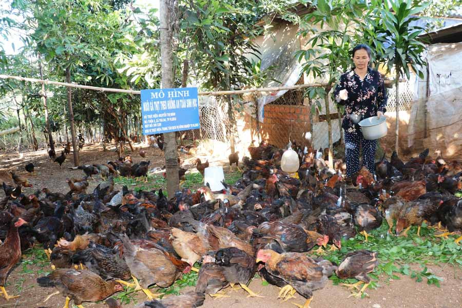  Đàn gà 500 con của bà Nguyễn Thị Minh (thôn 2, xã Trà Đa) đang sinh trưởng, phát triển tốt. Ảnh: H.T