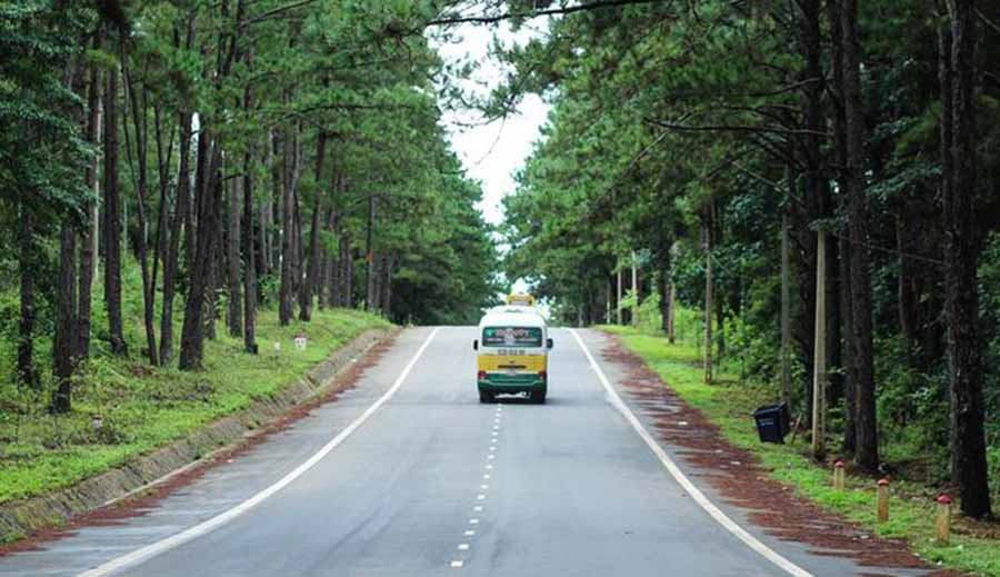 Rừng thông Măng Đen. Ảnh: internet  Rừng thông Măng Đen. Ảnh: internet