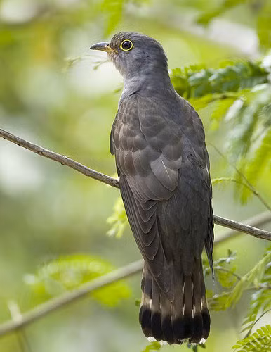 Chim bắt cô trói cột có tên khoa học là Cuculus micropterus. Ảnh: wordpress.