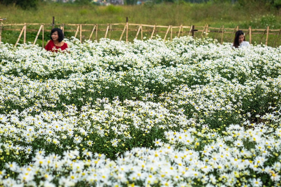 Thời tiết se lạnh của Đà Nẵng, nơi đây như rực rỡ hơn với những luống hoa cúc họa mi đang nở rộ. Thời tiết se lạnh của Đà Nẵng, nơi đây như rực rỡ hơn với những luống hoa cúc họa mi đang nở rộ.