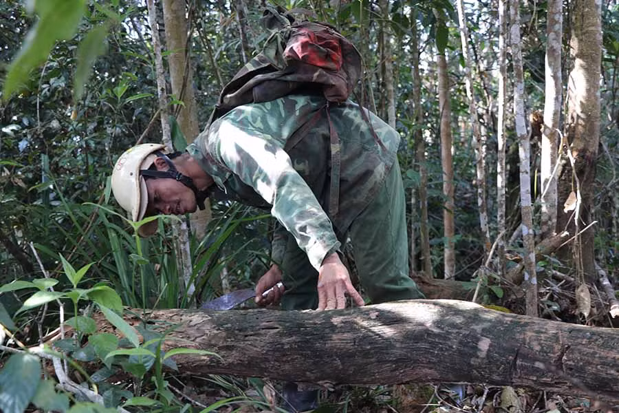  Một thợ săn tìm nấm quý tại khu rừng thuộc xã Đak Rong (huyện Kbang). Ảnh: H.L