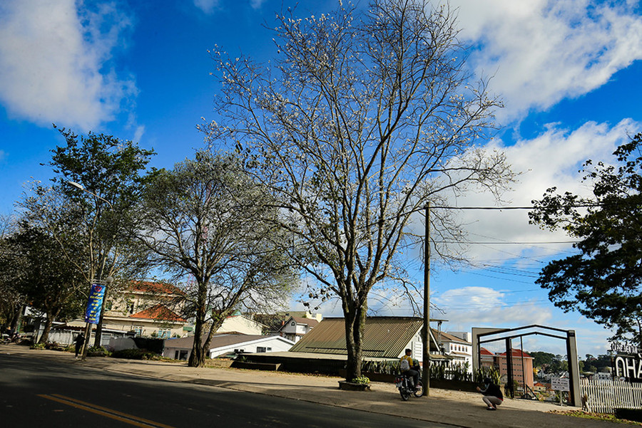 Năm 2007, hoa ban trắng đã được quản lý công trình Đà Lạt mua về từ vùng Tây Bắc. Sau hơn 10 năm sinh trưởng và phát triển, những cây hoa ban được trồng tại các con đường Đà Lạt đã trở thành nhưng cây cổ thụ cao lớn, tới mùa lại cho ra những bông hoa ban trắng tinh khôi vô cùng tuyệt sắc