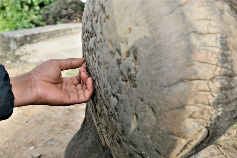 Y chú voi Y Khăm Sen Êung được anh Y winh chăm bẵm cẩn thận. Ảnh; B.T