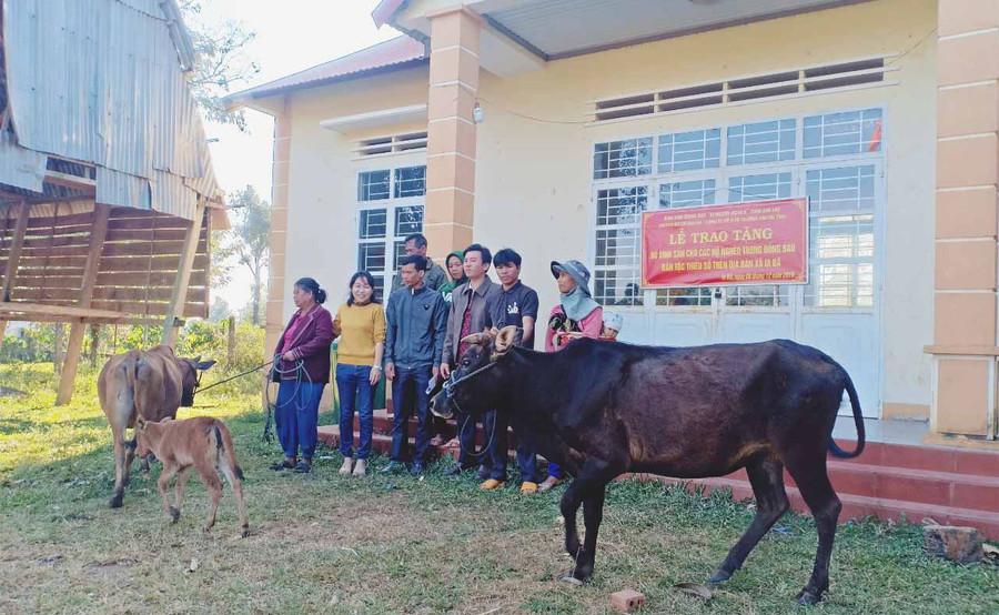 Chi nhánh Công ty Cổ phần ô tô Trường Hải tặng bò tại xã Ia Bă. Ảnh: Thanh Nhật 