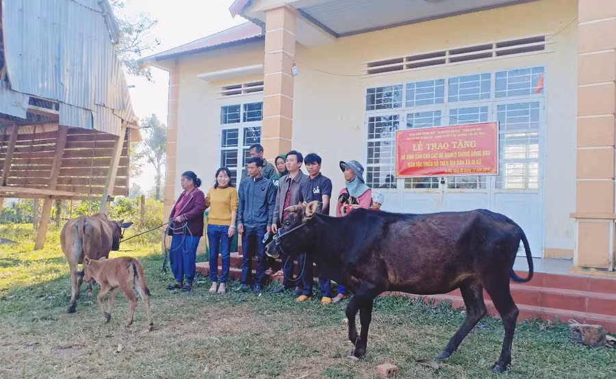 Chi nhánh Công ty Cổ phần ô tô Trường Hải tặng bò tại xã Ia Bă. Ảnh: Thanh Nhật 